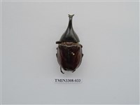 藏品(蘭嶼姬兜)的圖片